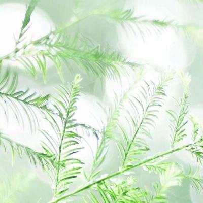暗黑口袋精灵手游下载